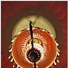 lamp rim