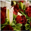 red rose