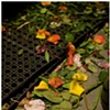 trampled petals