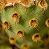 Late Bloomer