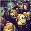 monkeys