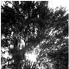 Mystery Tree