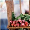 radishes