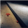 fallen flowers