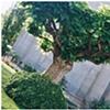 tree fingers