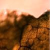 leaf veins