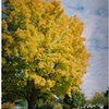 cemetery trees