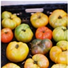tomato friends