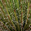 Plant Shavings