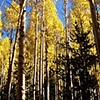Flagstaff Aspens