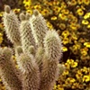 Wildflower Cactus