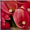 floral gems 3