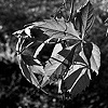 Circle of Leaves