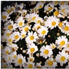 daisy friends