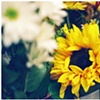 sunflower shyness