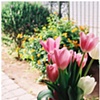 springtime