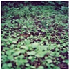 sprouts