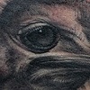Ostrich Power