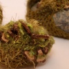 Moss Stone