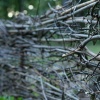 Sapling Fence 