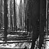 Blackened Landscapes