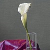 Calla Lily & Shot Silk