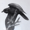 Raven Study