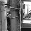 Sweet West Oakland Series - 
Untitled (Chicken Eye)