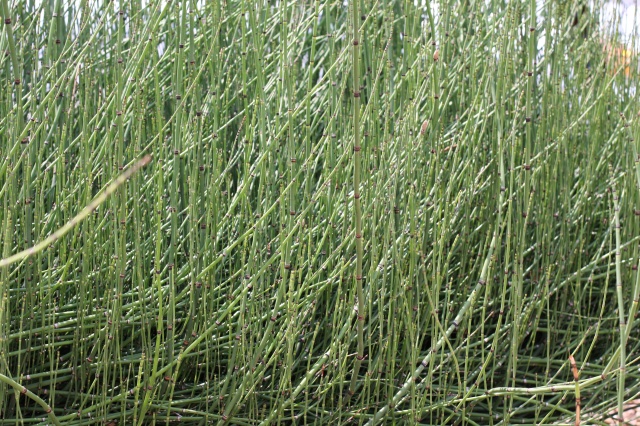 horsetail reed landscape 006