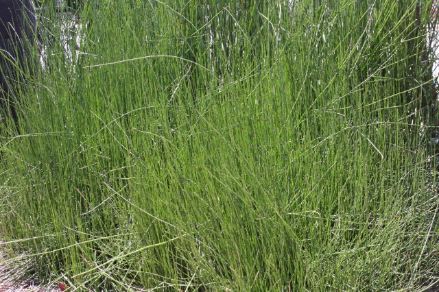 horsetail reed landscape 008