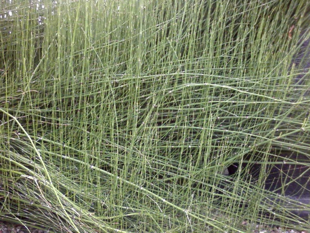 reed001