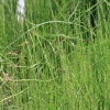 horsetail reed landscape 001