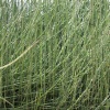 horsetail reed landscape 006