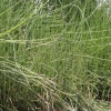 horsetail reed landscape 004