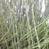 reed002