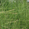 horsetail reed landscape 003