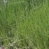 horsetail reed landscape 008