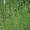 horsetail reed landscape 005