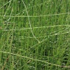 horsetail reed landscape 002
