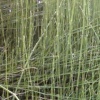 reed001
