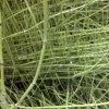 reed004