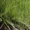 horsetail reed landscape 007