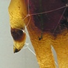 I Hold (detail)