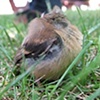 Tifft Nature Preserve Field Trip