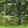 Forest Lawn