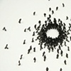 Circle Confrontation