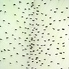 Crowd Vertigo (detail)