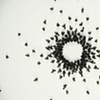 Circle Confrontation