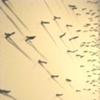 Crowd Vertigo