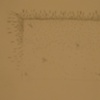 Wax Swarm Sketch